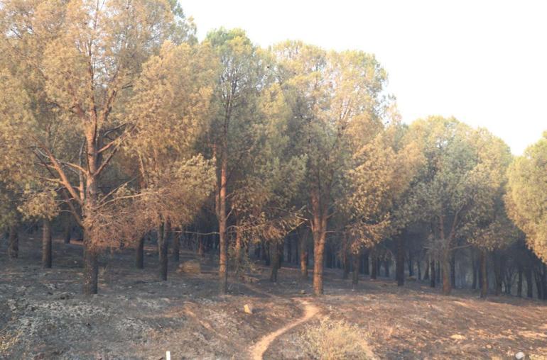 İzmir'deki yangın felaketinde 3’üncü gün; acı tablo gün ağarınca ortaya çıktı