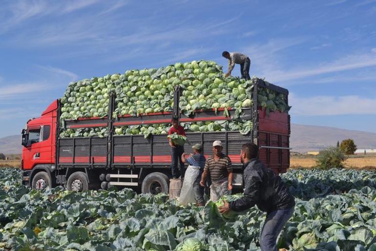 Niğde'de günlük 300 ton patates ihracata gidiyor