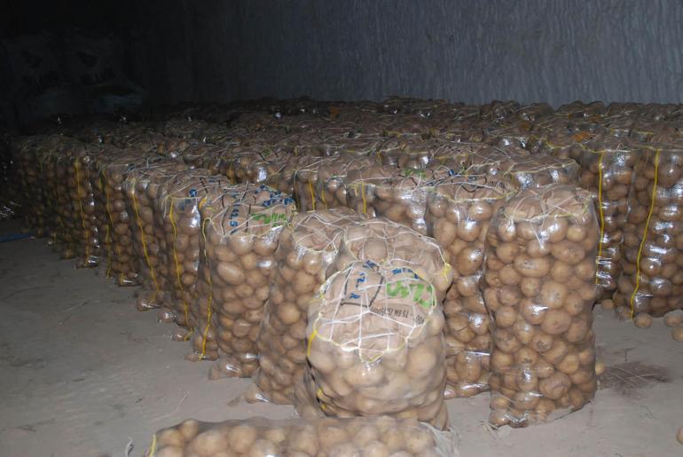 Niğde'de günlük 300 ton patates ihracata gidiyor