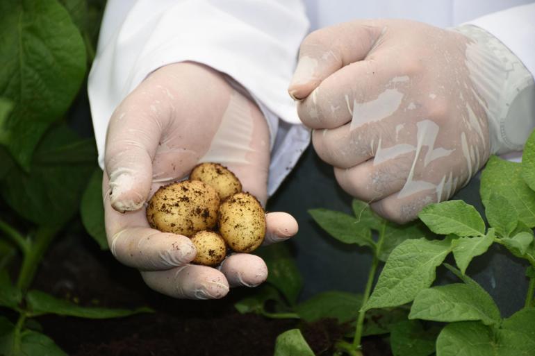 Niğde'de günlük 300 ton patates ihracata gidiyor