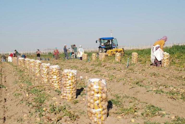 Niğde'de günlük 300 ton patates ihracata gidiyor