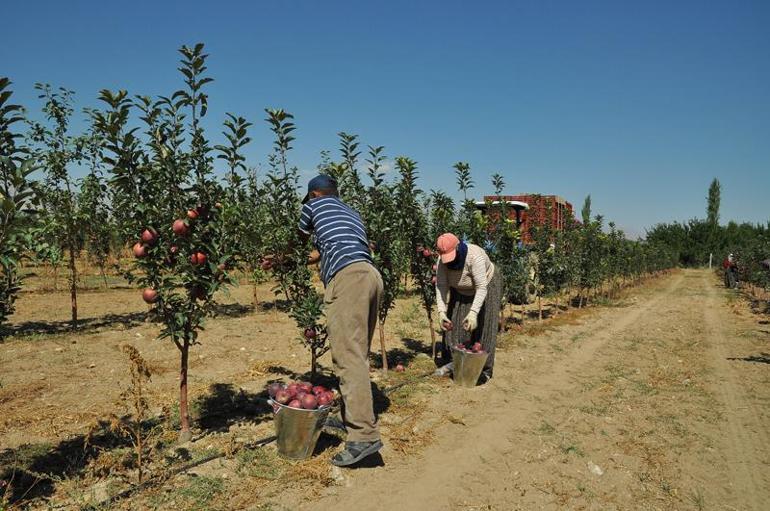 Niğde'de günlük 300 ton patates ihracata gidiyor