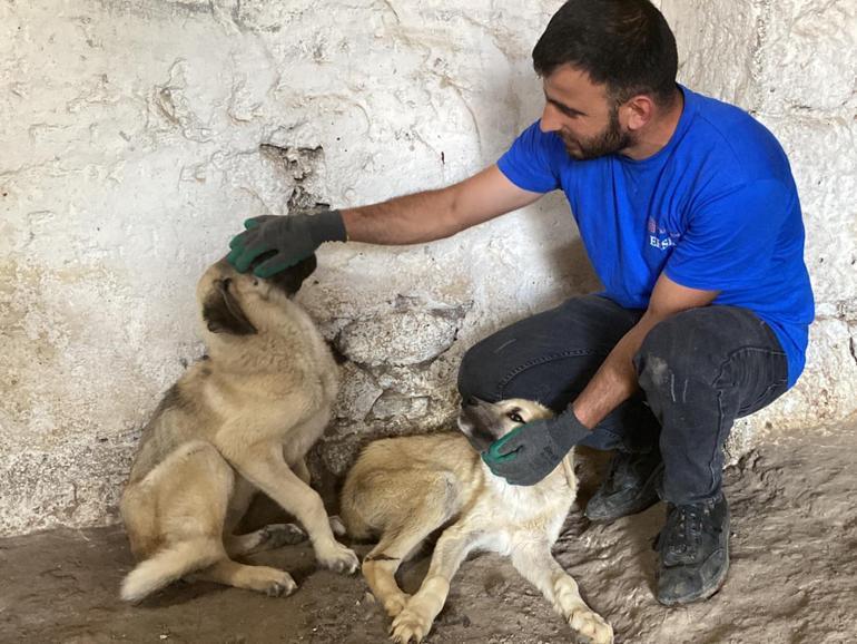 Asfalt ziftine bulaşan 10 yavru köpekten 5'i hayata tutundu