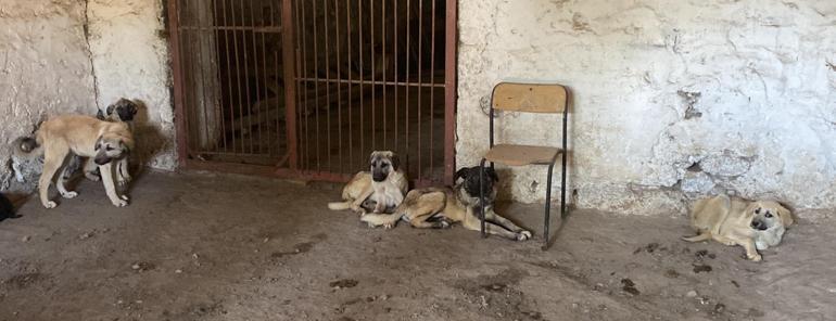 Asfalt ziftine bulaşan 10 yavru köpekten 5'i hayata tutundu