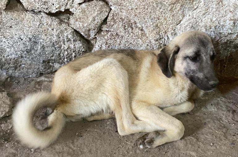 Asfalt ziftine bulaşan 10 yavru köpekten 5'i hayata tutundu