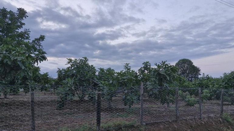 Samsun mor patlıcan incir üretiminde birinci sırada