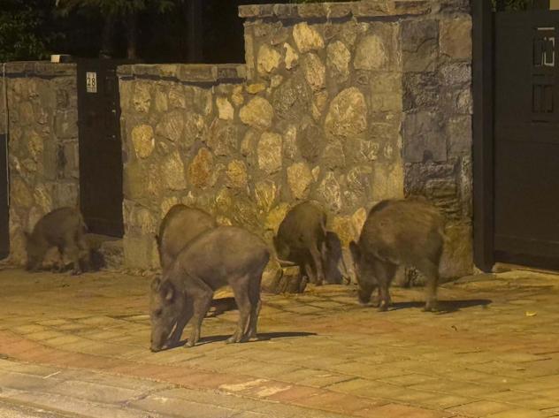 Bodrum'da aç kalan domuzlar ilçe merkezine indi