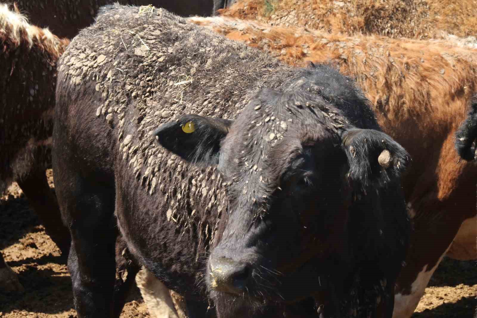 İthal büyükbaş, et fiyatlarını dengede tutuyor