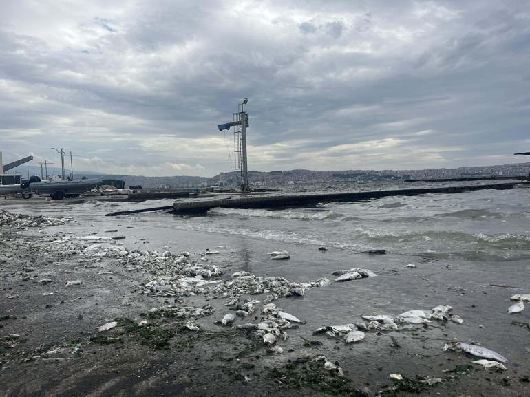 'İzmir Körfezi'nde yağmur sonrası balık ölümleri yaşanmaz'