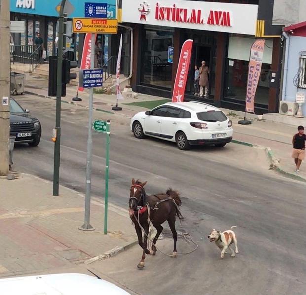 Başıboş pitbull ata saldırdı