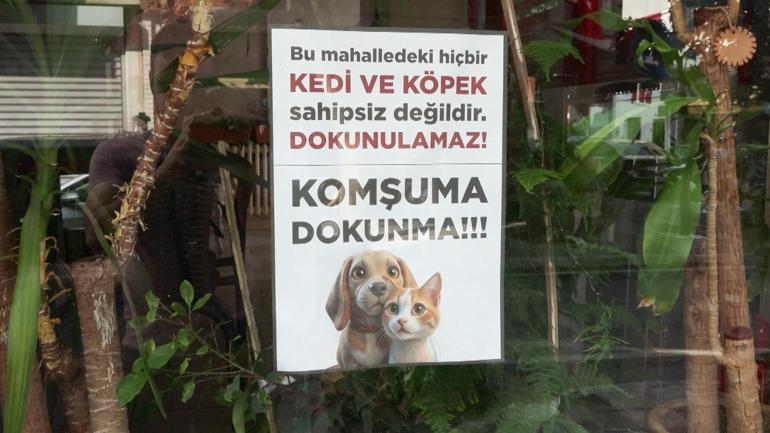 Kadıköy'de sokak hayvanı katliamı: 25 kedi ve köpek zehirlendi