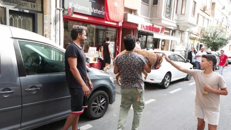 Kadıköy'de sokak hayvanı katliamı: 25 kedi ve köpek zehirlendi