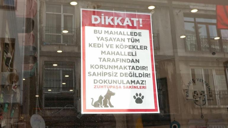 Kadıköy'de sokak hayvanı katliamı: 25 kedi ve köpek zehirlendi