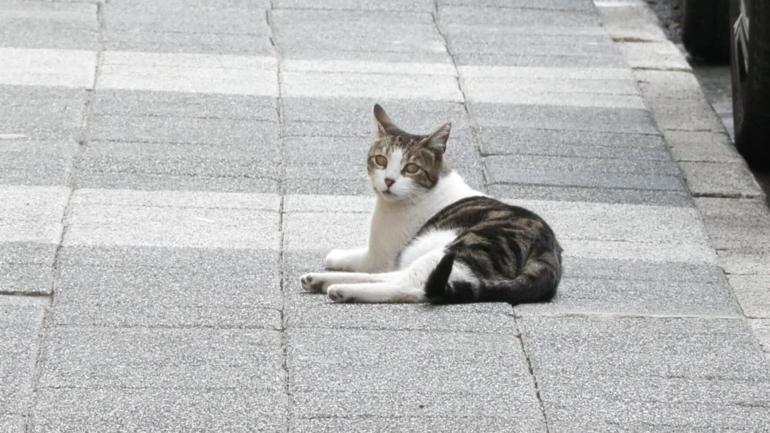 Kadıköy'de sokak hayvanı katliamı: 25 kedi ve köpek zehirlendi