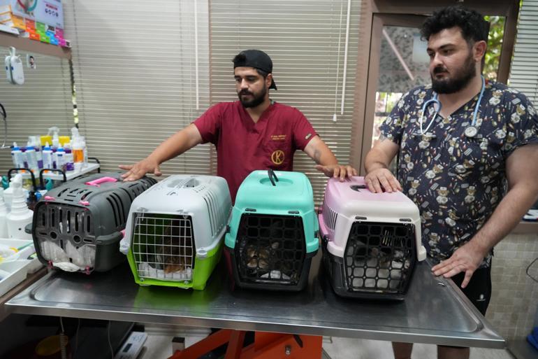 Kadıköy'de sokak hayvanı katliamı: 25 kedi ve köpek zehirlendi