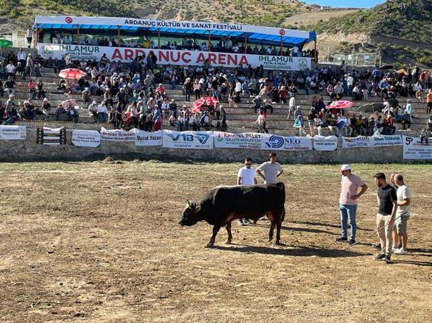 Ardanuç Kültür ve Sanat Festivali'nde boğa güreşleri heyecanı