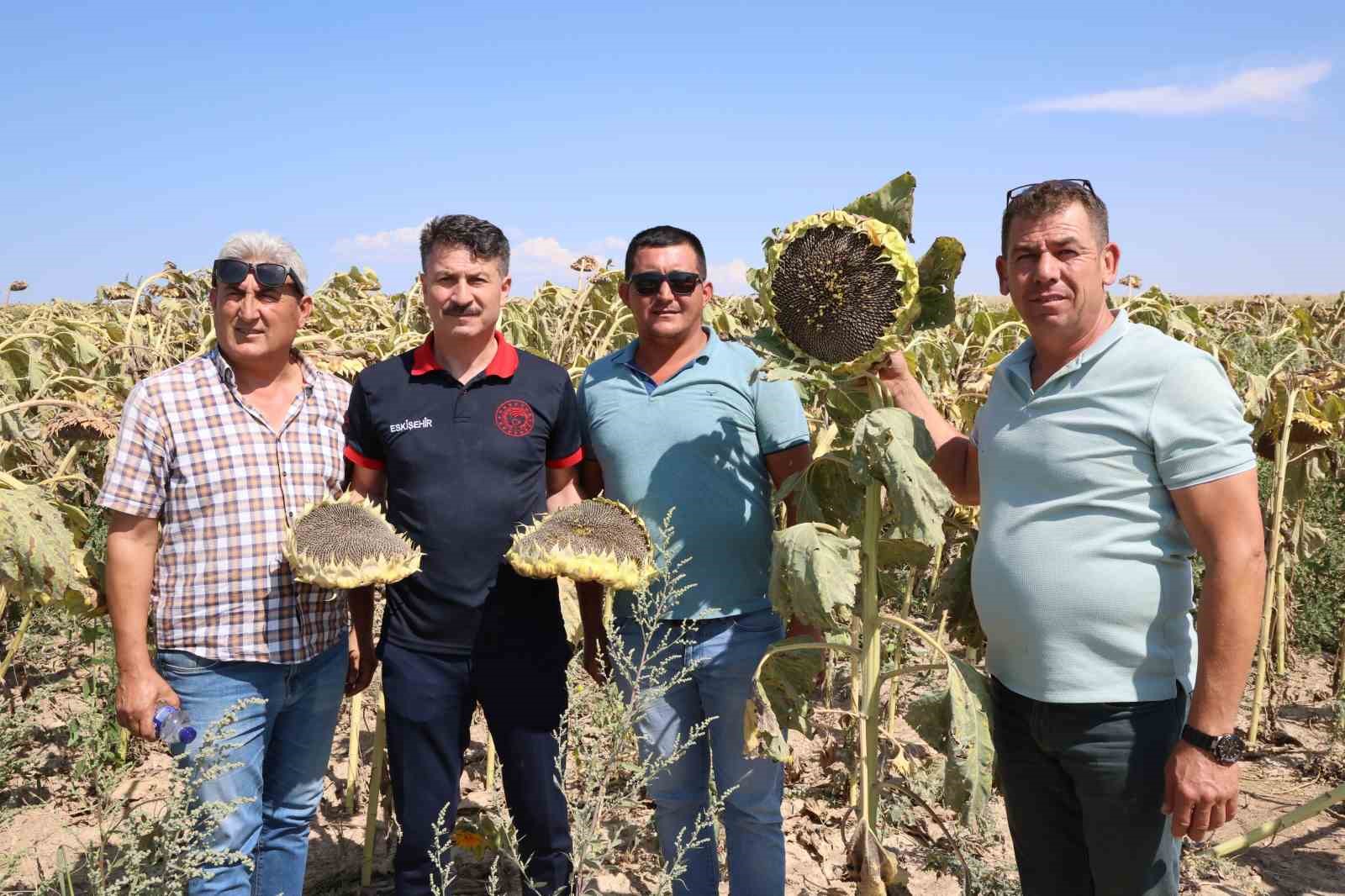 Bu yıl ayçiçeği hasadı için çiftçilerin umudu yüksek