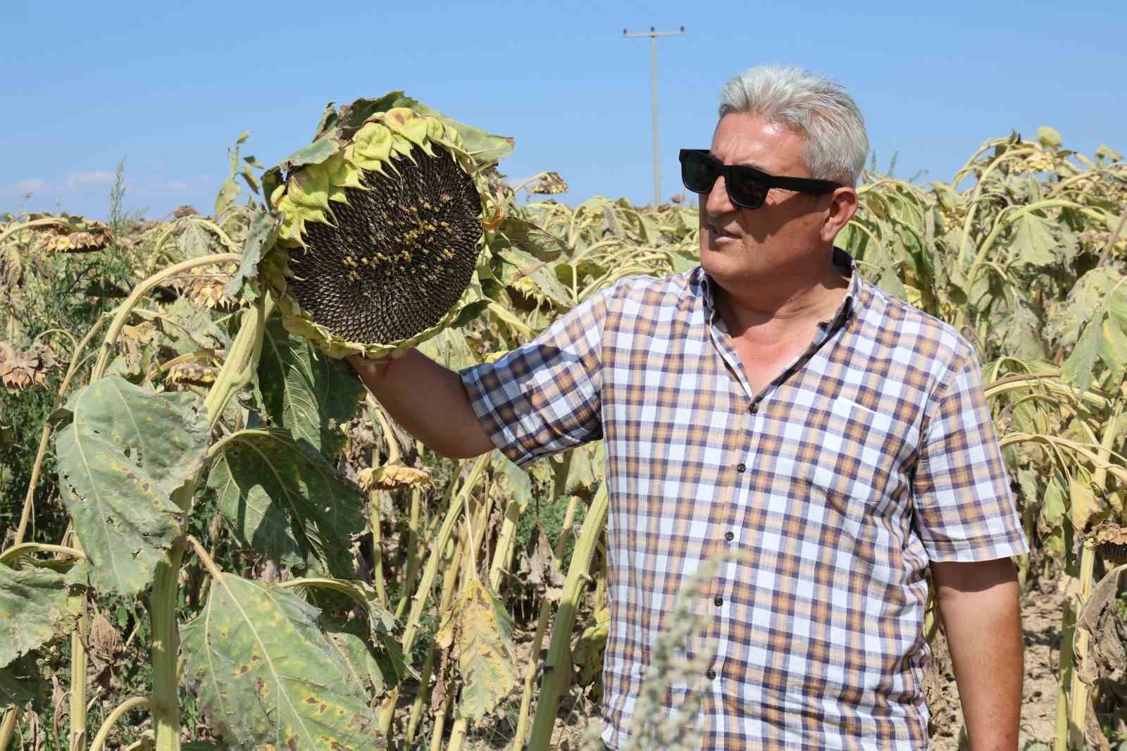 Bu yıl ayçiçeği hasadı için çiftçilerin umudu yüksek