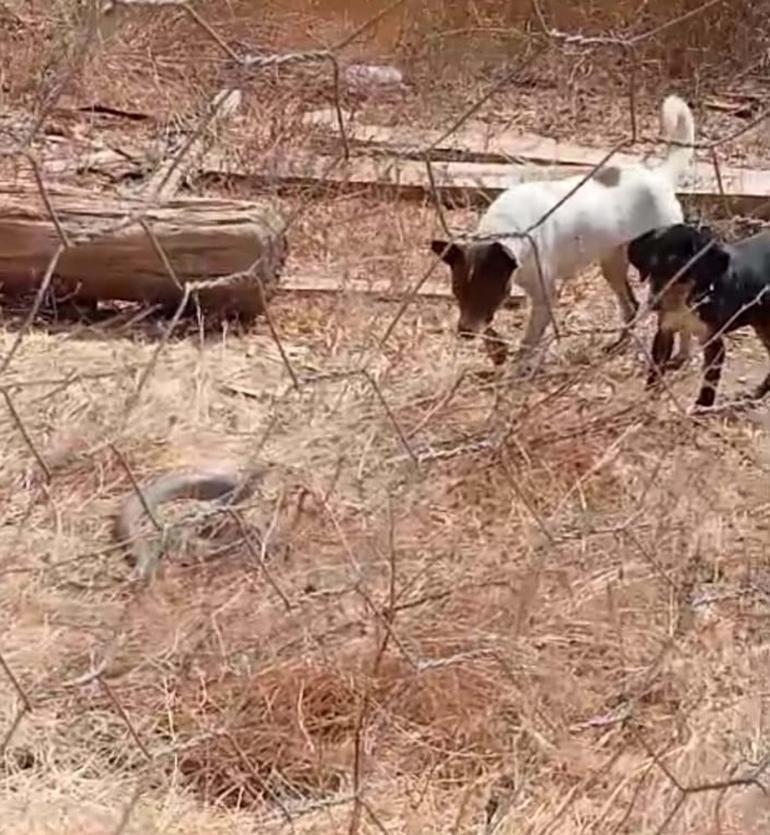 Çanakkale'de 'Bozyörük yılanı'nı görüntülemek isterken saldırısına uğradı