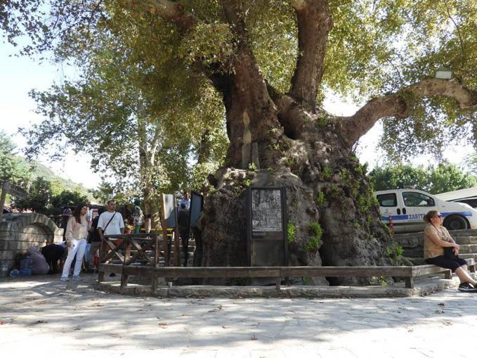 Depremde hasar görmeyen 3 bin 600 yıllık Musa Ağacı'na ziyaretçi akını