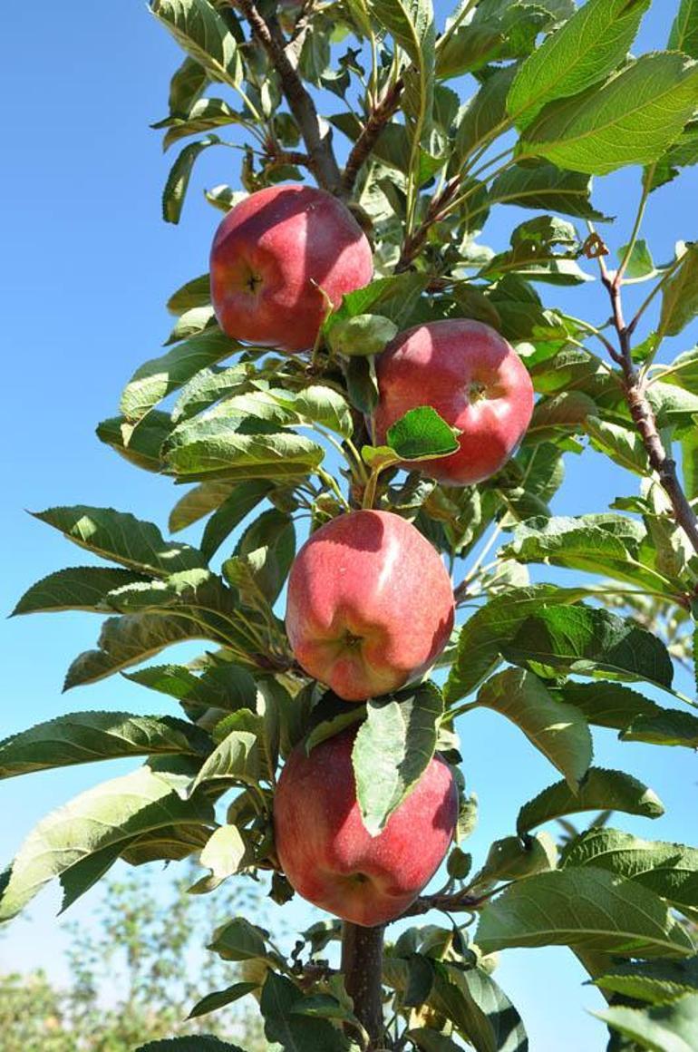 Niğde'de elmada rekolte 600 bin tona ulaştı