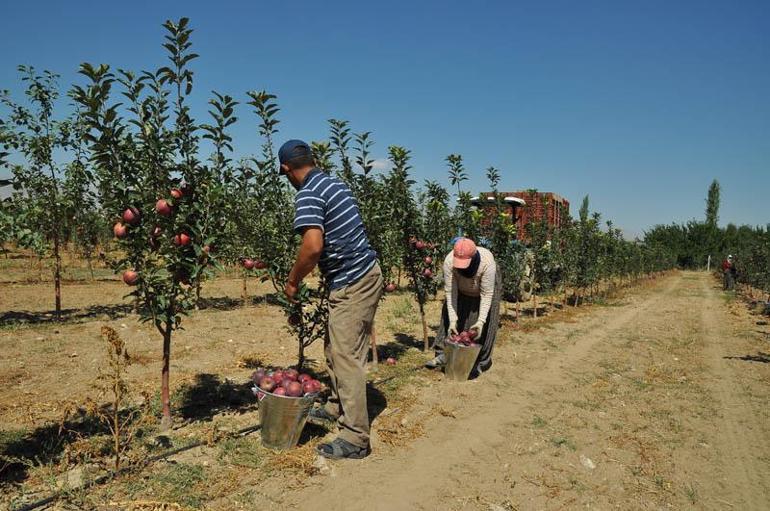 Niğde'de elmada rekolte 600 bin tona ulaştı