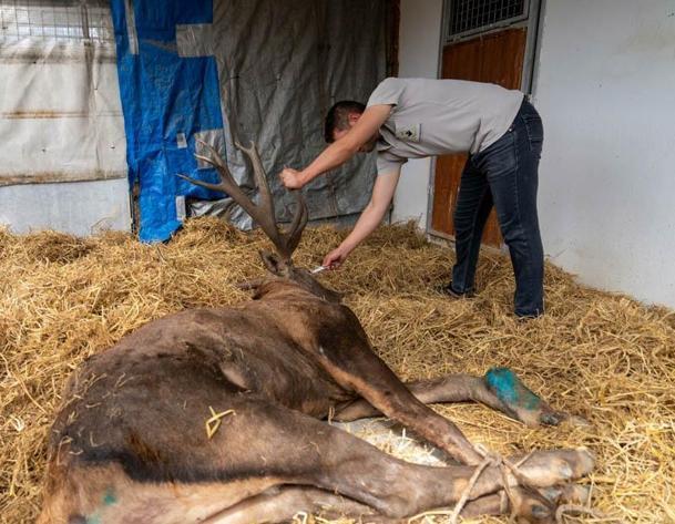 Fabrikanın bahçesinde bulunan yaralı geyik tüfekle vurulmuş