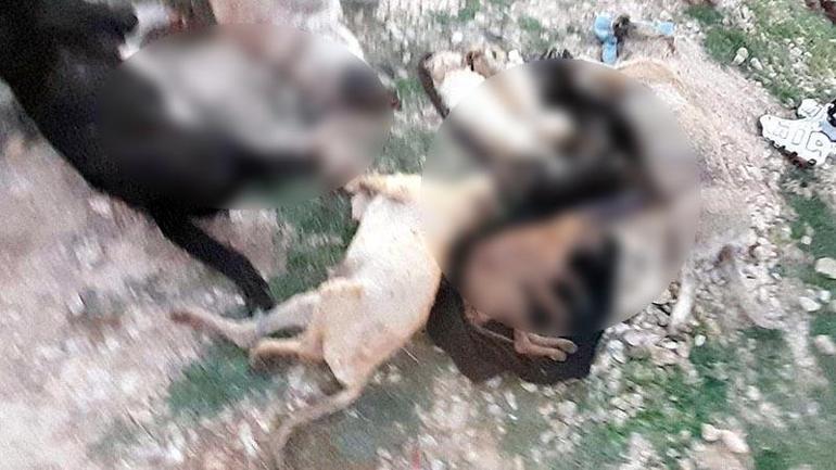 Kırklareli'nde barınakta 17 kedi ve köpek öldü; adli, idari soruşturma başlatıldı