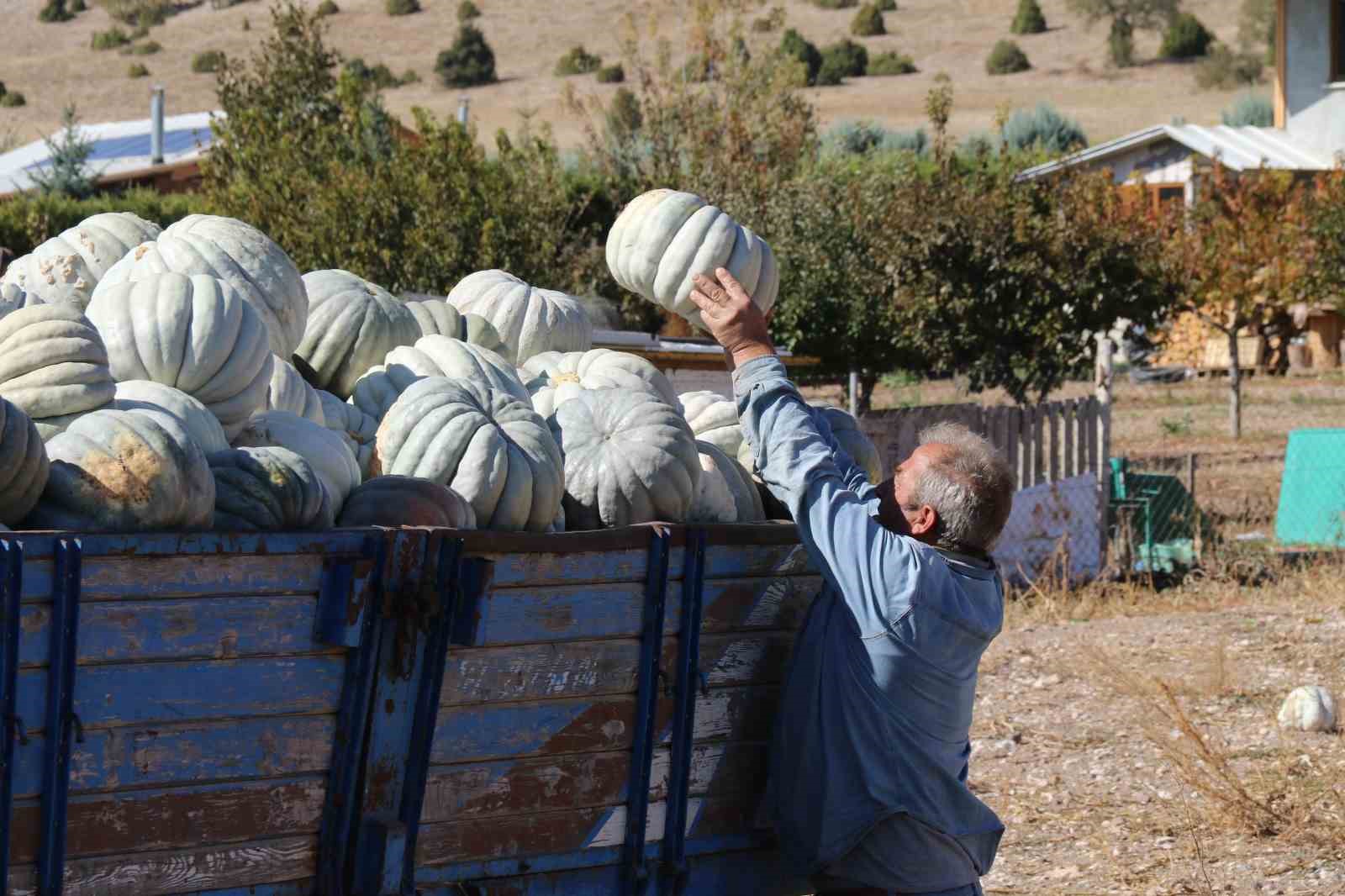 Tarlada 5, 11 kilometre uzaklıktaki pazarda ise 30 liradan satılıyor