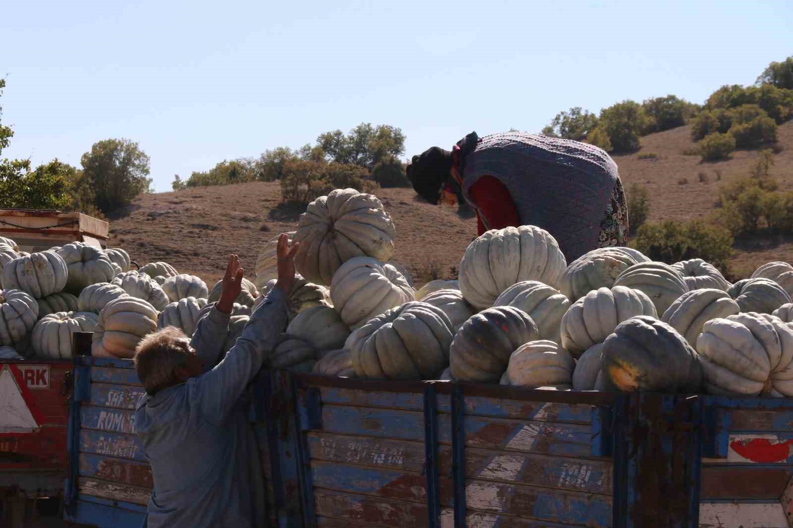 Tarlada 5, 11 kilometre uzaklıktaki pazarda ise 30 liradan satılıyor