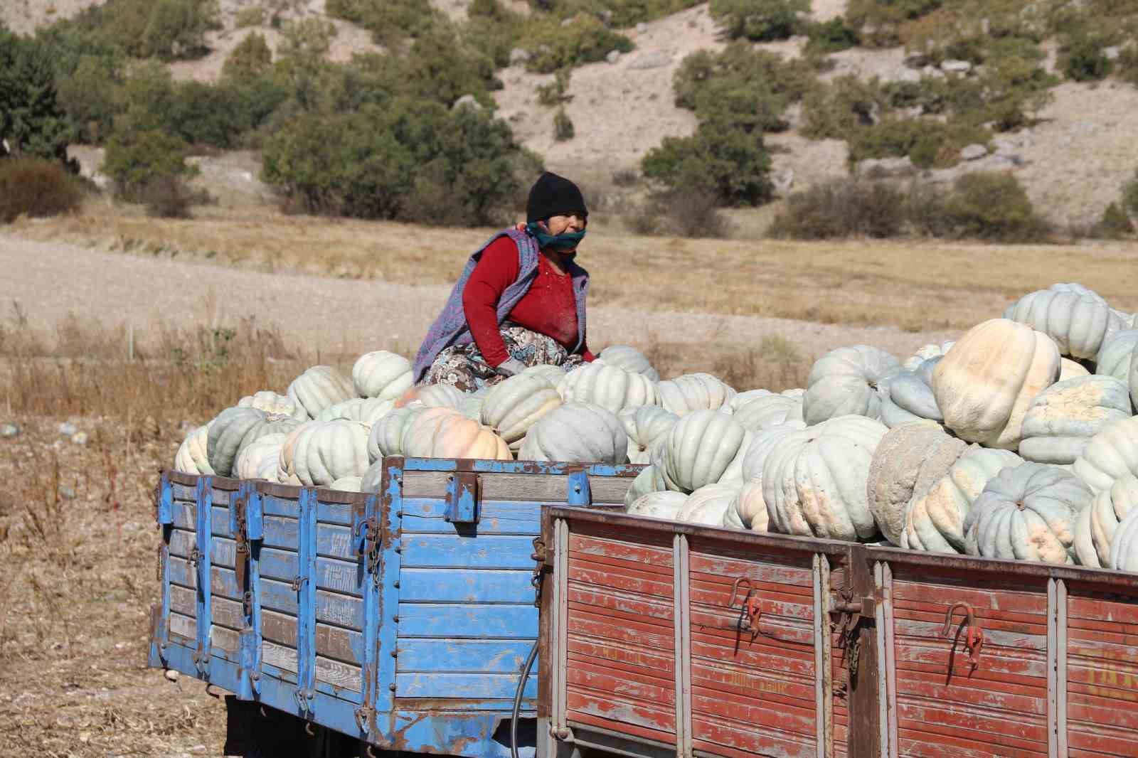 Tarlada 5, 11 kilometre uzaklıktaki pazarda ise 30 liradan satılıyor