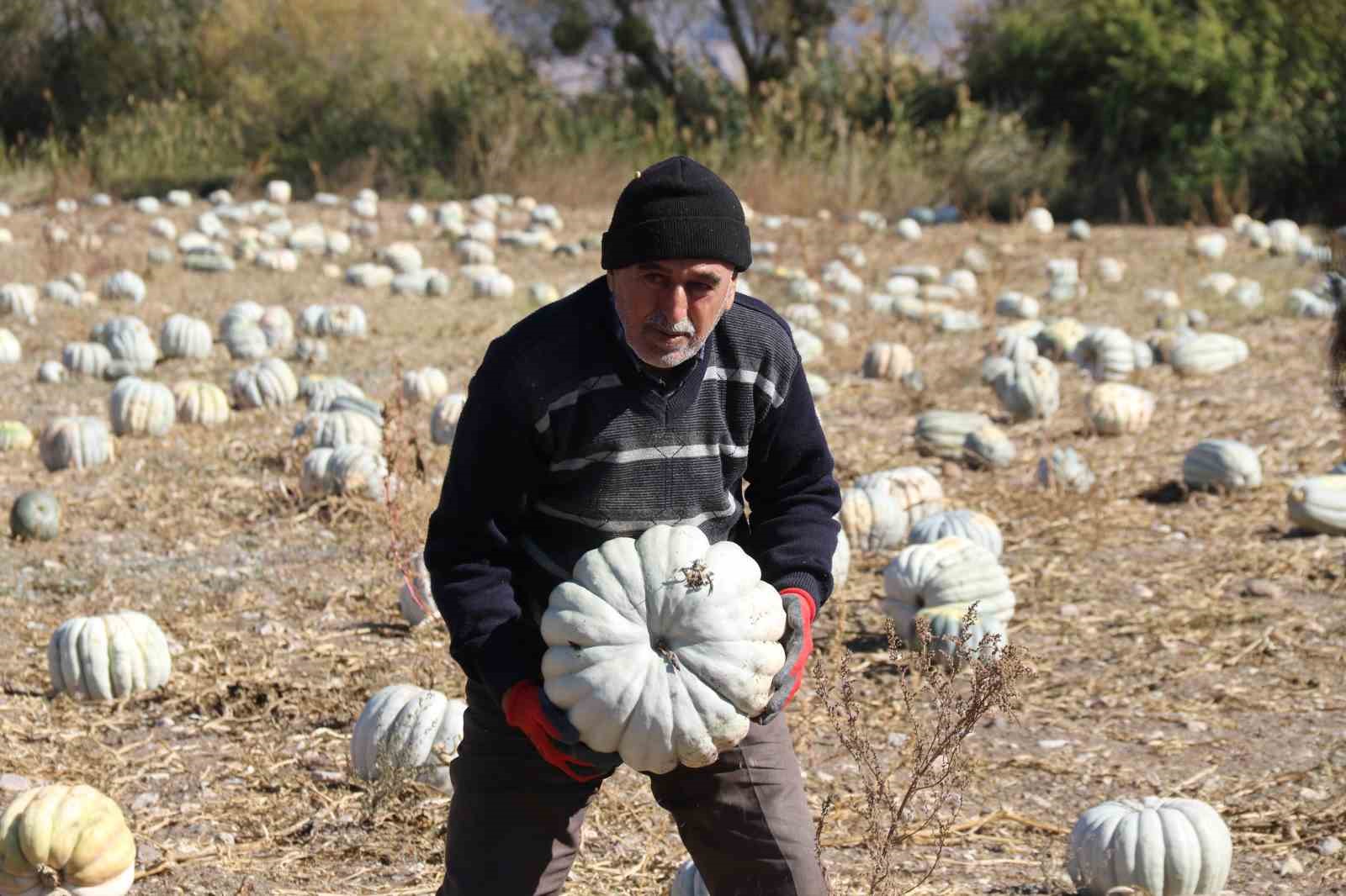 Tarlada 5, 11 kilometre uzaklıktaki pazarda ise 30 liradan satılıyor