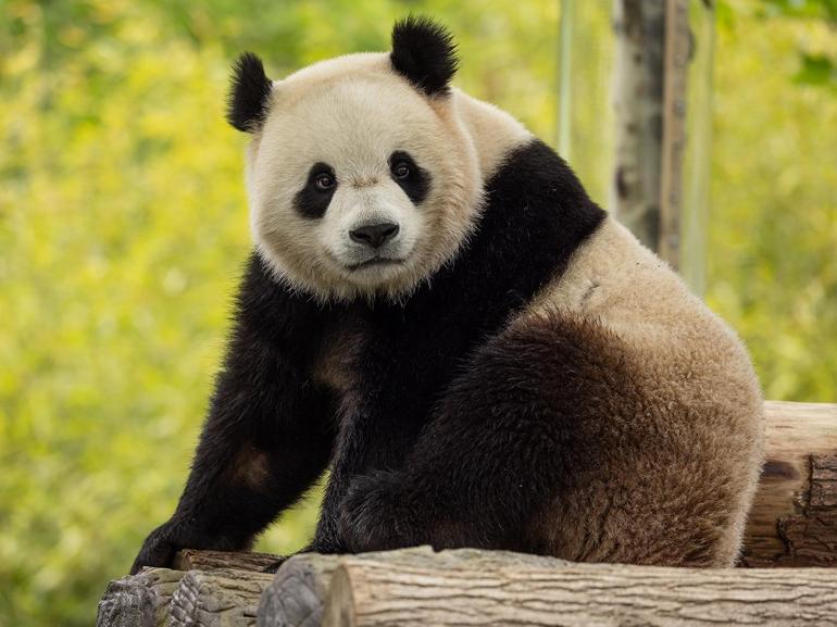 Çin’den ABD’ye iki yeni panda gönderiliyor