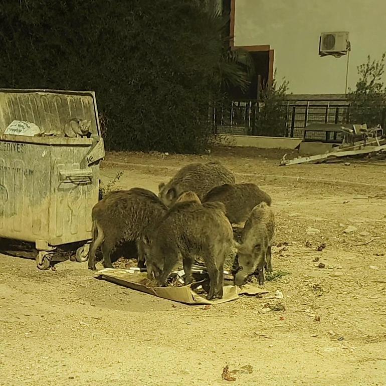 Didim'de aç kalan yaban domuzları şehre indi, o anlar kamerada