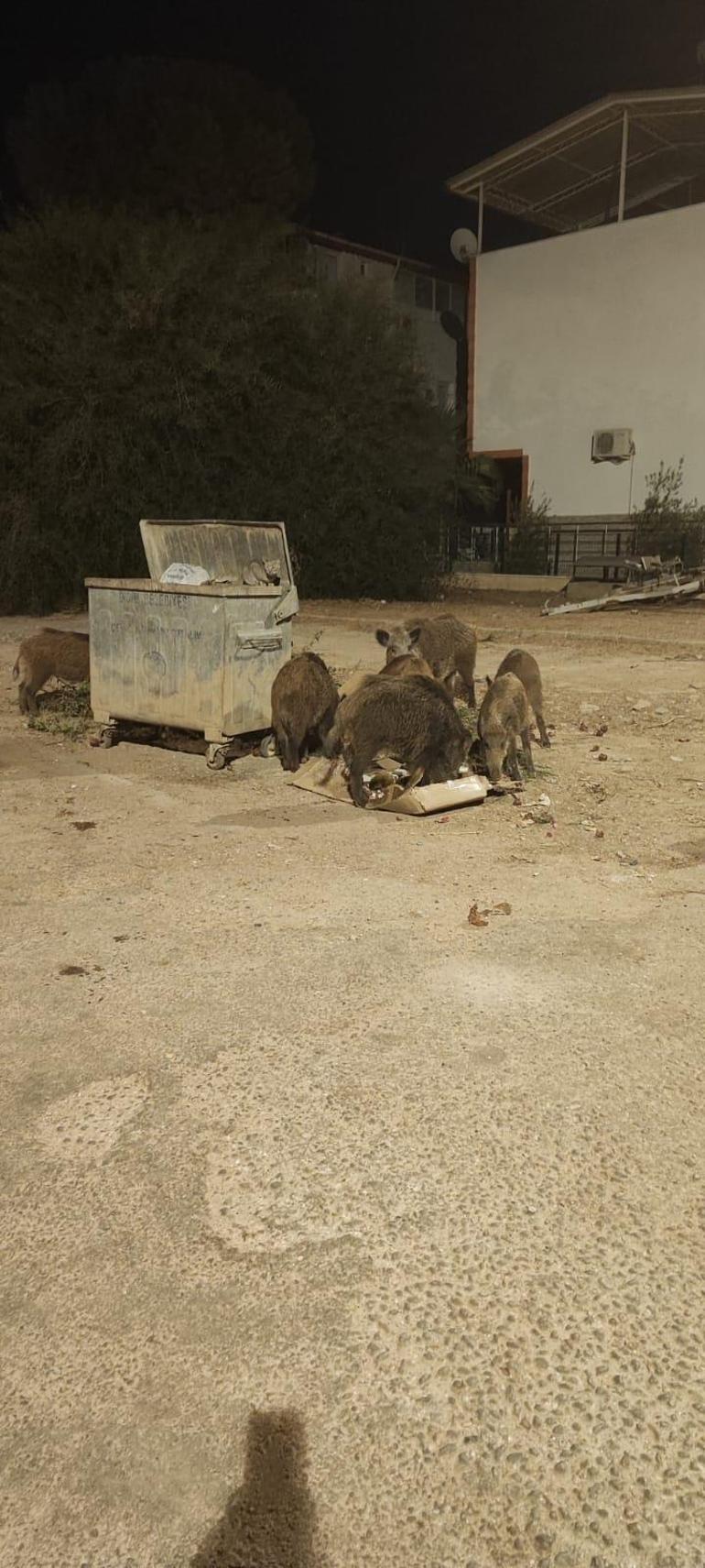 Didim'de aç kalan yaban domuzları şehre indi, o anlar kamerada