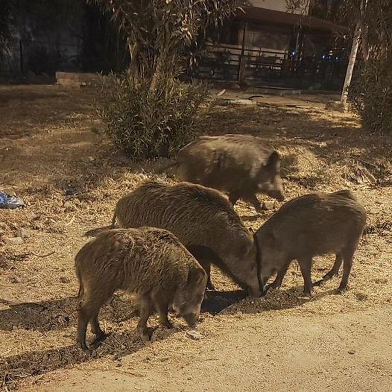 Didim'de aç kalan yaban domuzları şehre indi, o anlar kamerada