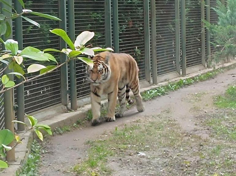 Sibirya kaplanı 'Victor' ve kızıl panda 'Bambi', 4 bin kilometre uzaklıktan gelen eşleriyle buluştu