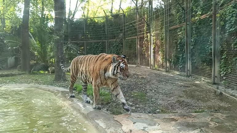 Sibirya kaplanı 'Victor' ve kızıl panda 'Bambi', 4 bin kilometre uzaklıktan gelen eşleriyle buluştu