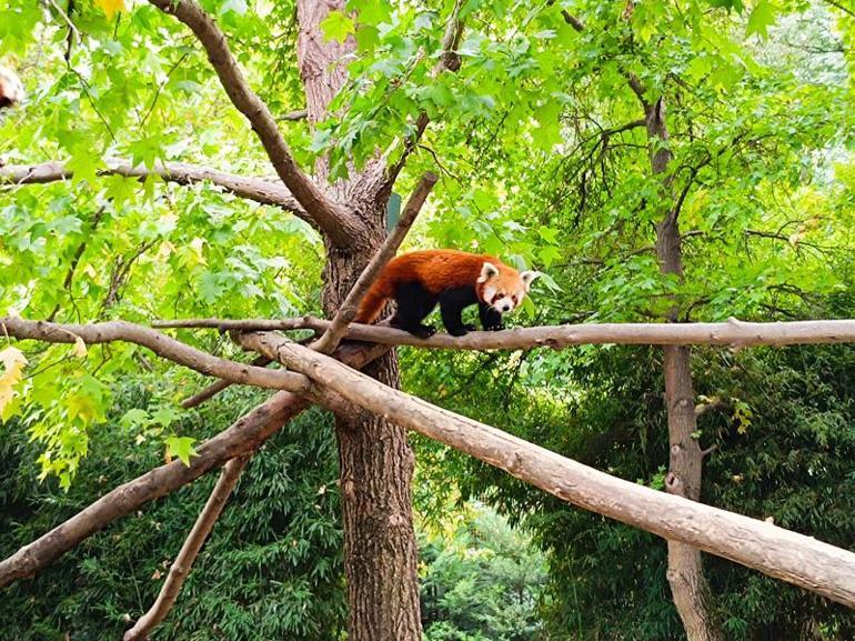 Sibirya kaplanı 'Victor' ve kızıl panda 'Bambi', 4 bin kilometre uzaklıktan gelen eşleriyle buluştu