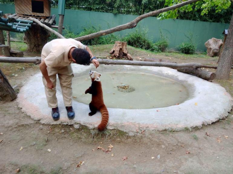 Sibirya kaplanı 'Victor' ve kızıl panda 'Bambi', 4 bin kilometre uzaklıktan gelen eşleriyle buluştu