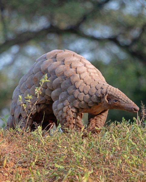 WWF: Dünya yaban hayatı popülasyonu son 50 yılda yüzde 73’lük bir düşüş yaşadı