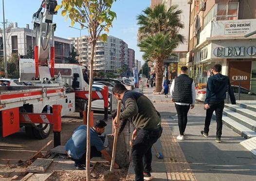 Kaldırımdaki 15 yıllık ağacı motorlu testereyle kesti; o anlar kamerada