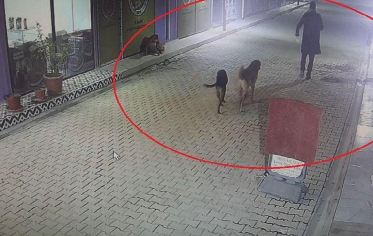 Hatay'da 4 kediyi sokak köpekleri parçaladı; olay öncesi kamerada