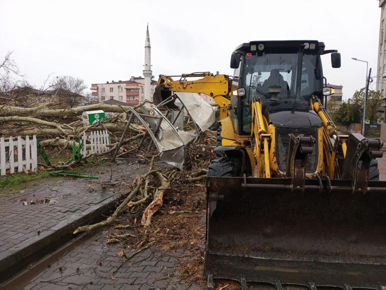 Samsun’da şiddetli rüzgarda 600 yıllık çınar ağacı devrildi