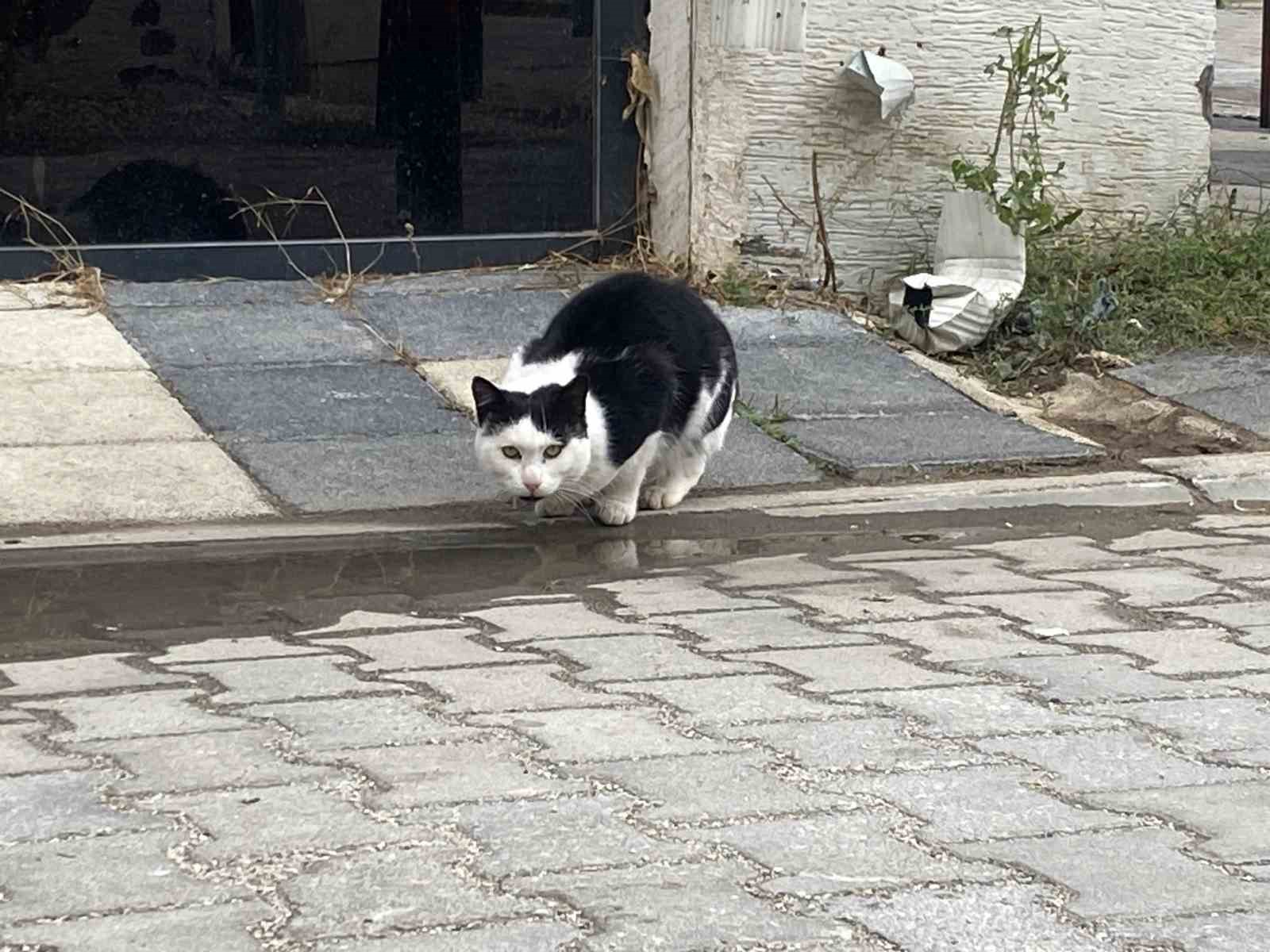 Soğuk havalarda can dostlarını unutmadılar