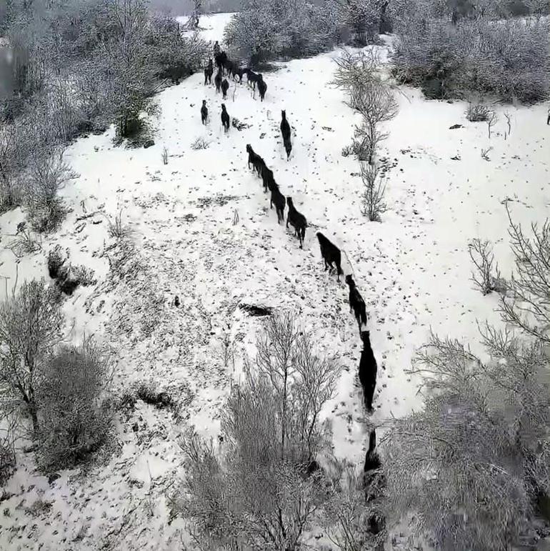 Bolu'da karlı havada yılkı atları görüntülendi