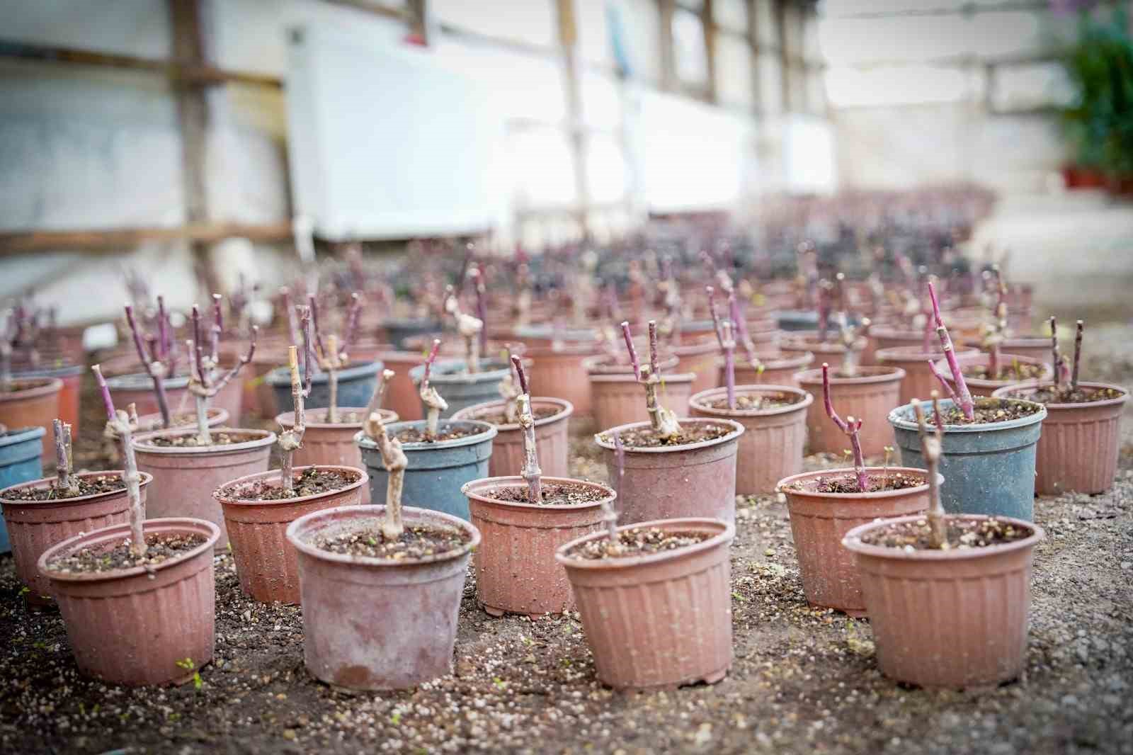 Kampüsün dört bir yanını kendi ürettikleri bitkilerle süslüyorlar