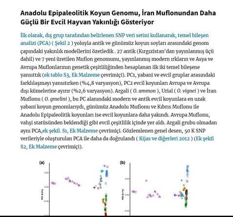 Koyunun Anadolu'da evcilleştirildiğini gösteren çalışma