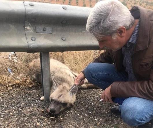 Şanlıurfa'da nesli tükenme tehlikesi altındaki çizgili sırtlan öldü