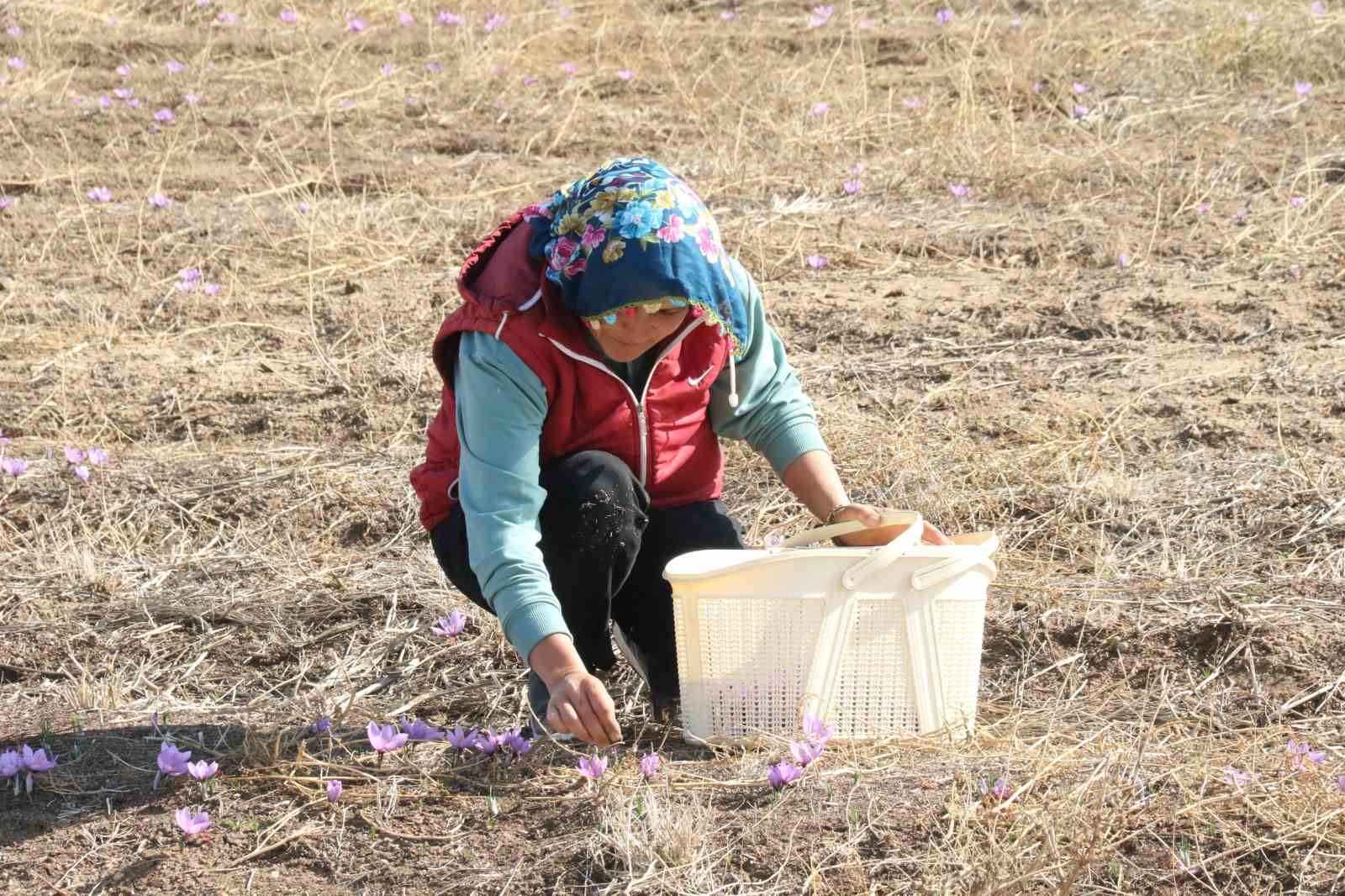 Eskişehir’de safran hasadı gerçekleştirildi